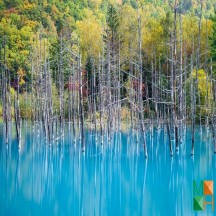 Tranh giấy dán tường phòng khách đẹp tại Hà Nội NA - 381